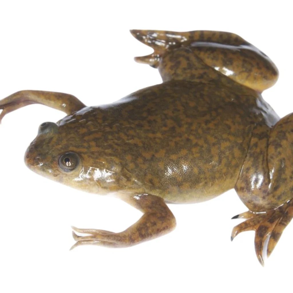 Xenopus