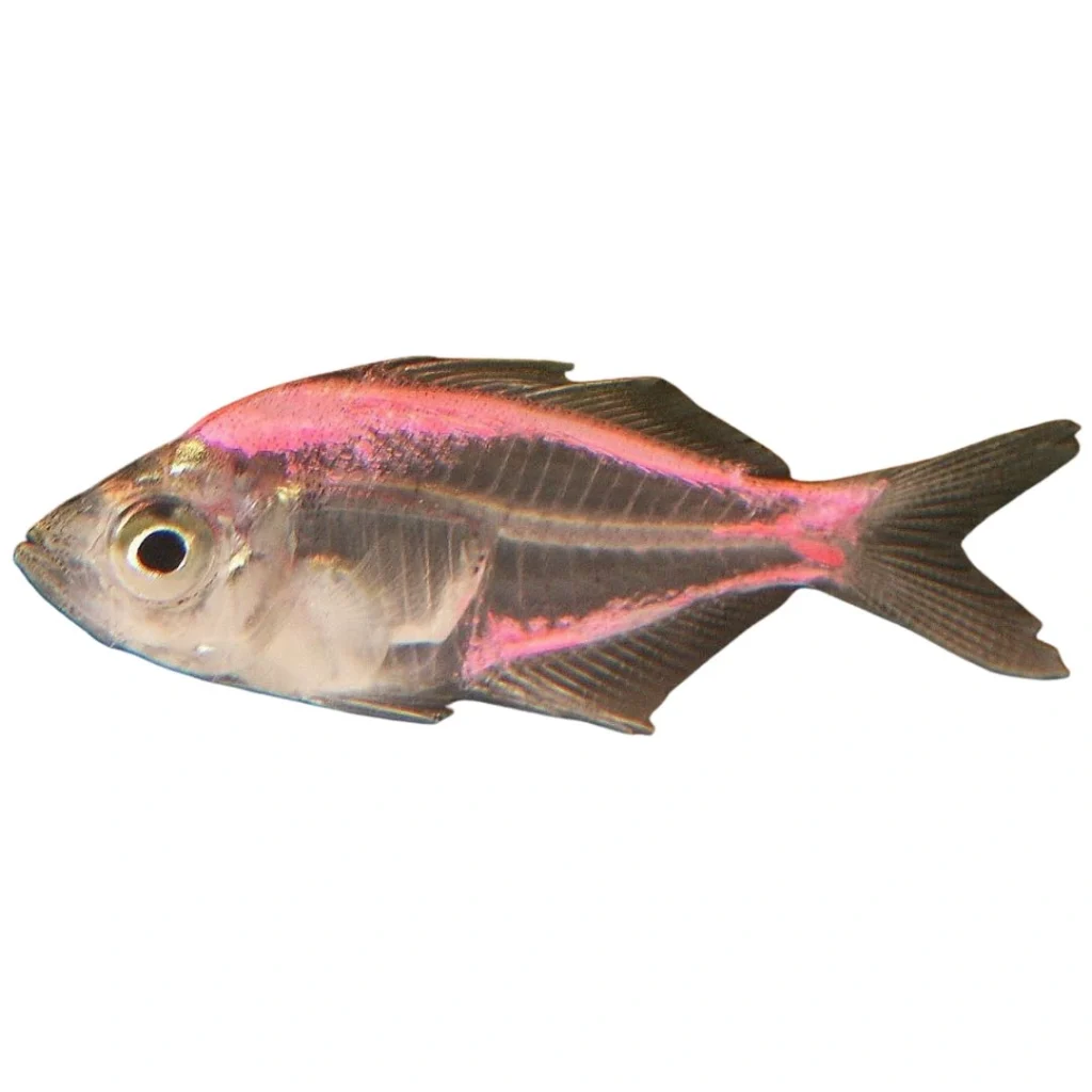 X-ray Tetra