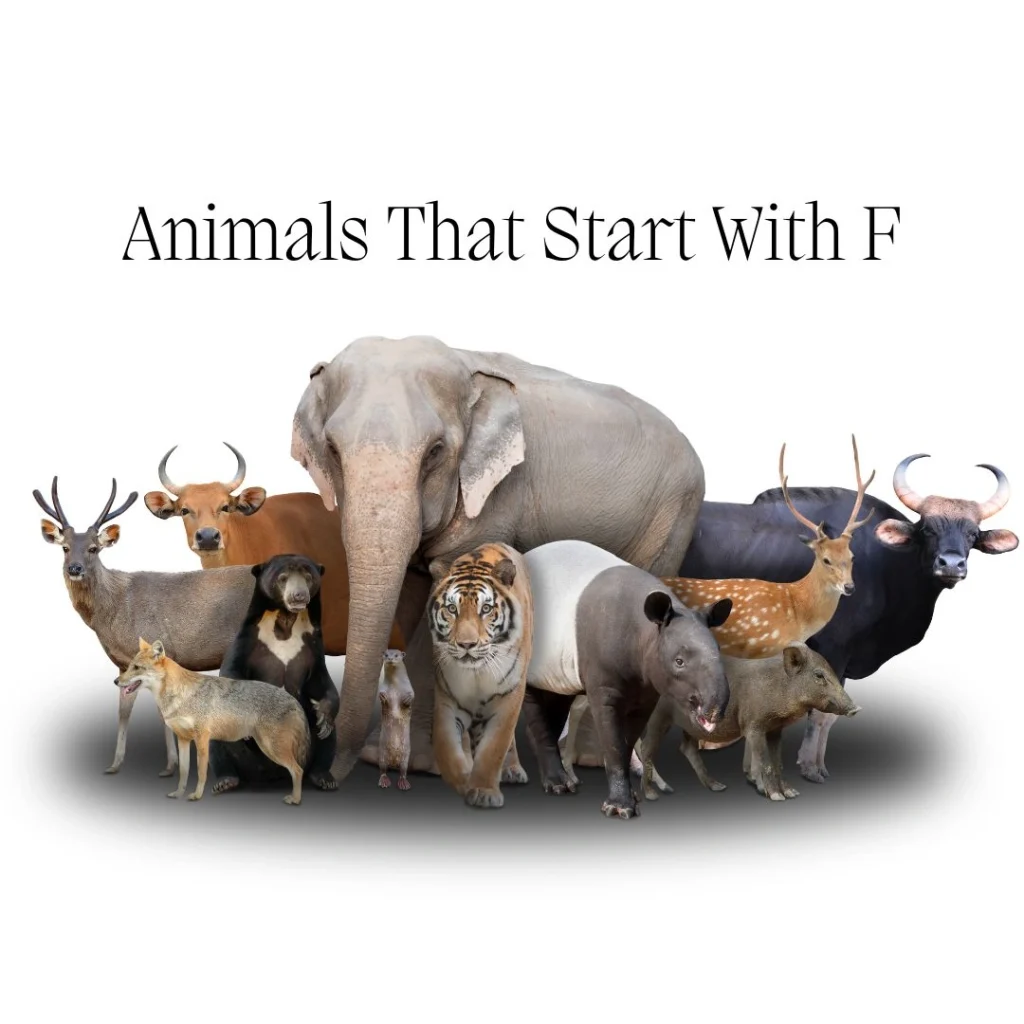 Animals That Start With F