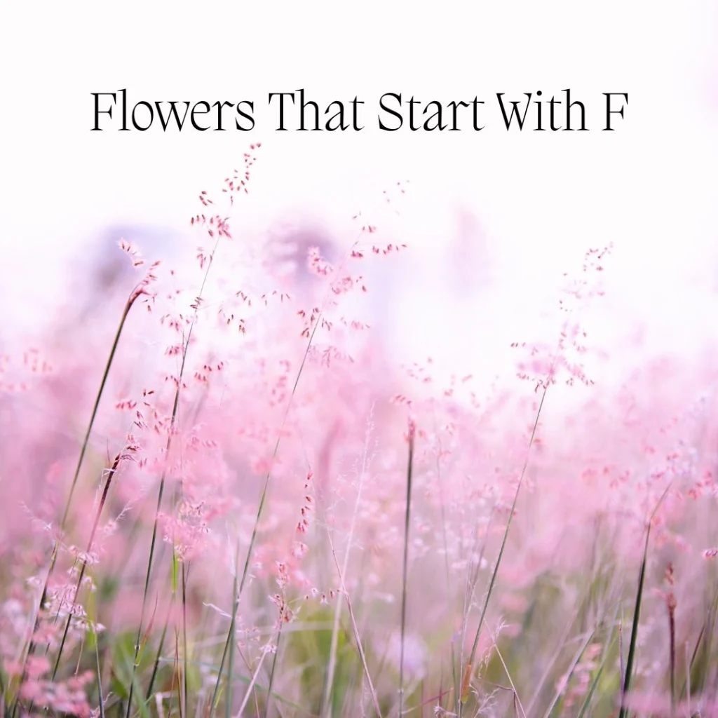 Flowers That Start With F
