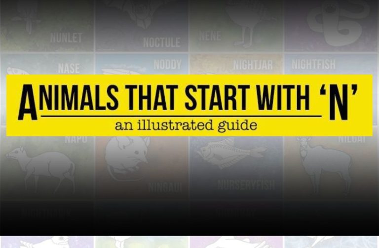 Animals That Start With N: From Narwhals to Nightingales Animals That Start With N