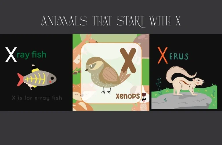 Animals That Start With X