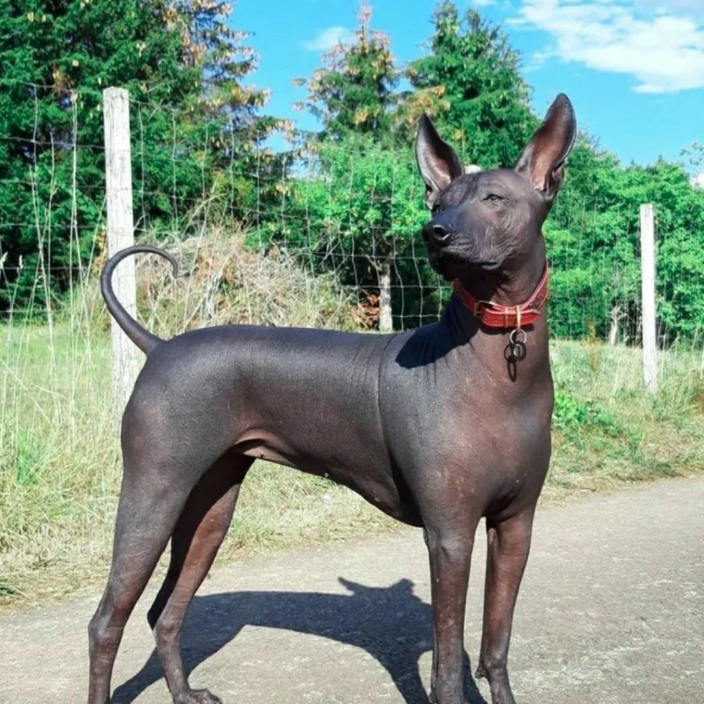 Mexican Hairless Dog