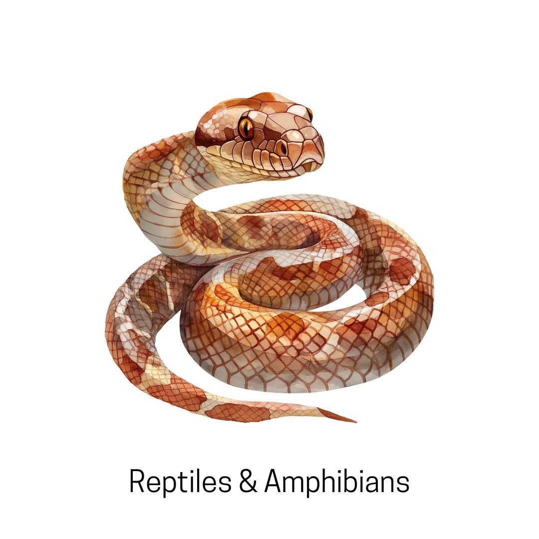 Animals Start With E