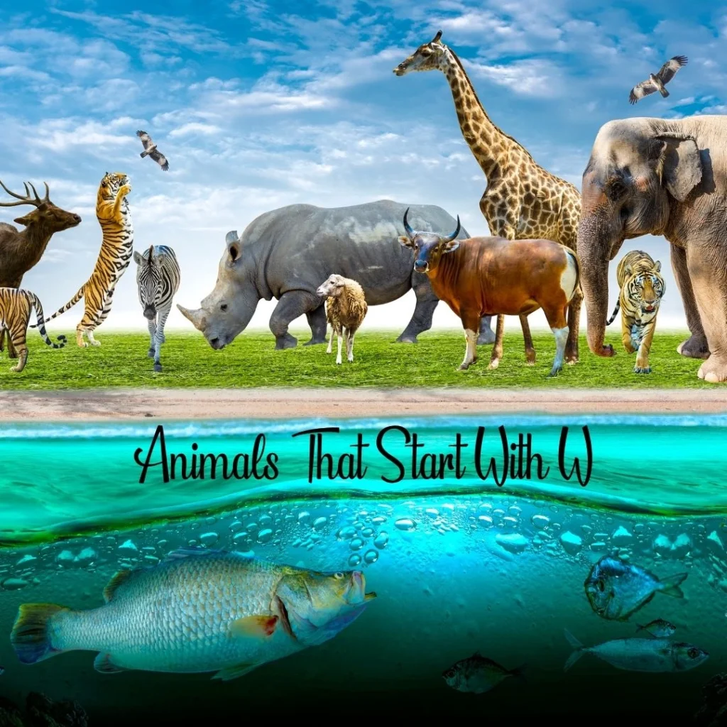 Animals That Start With W