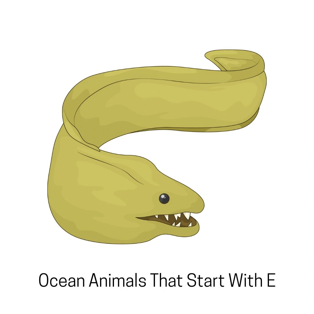 Ocean Animals That Start With E