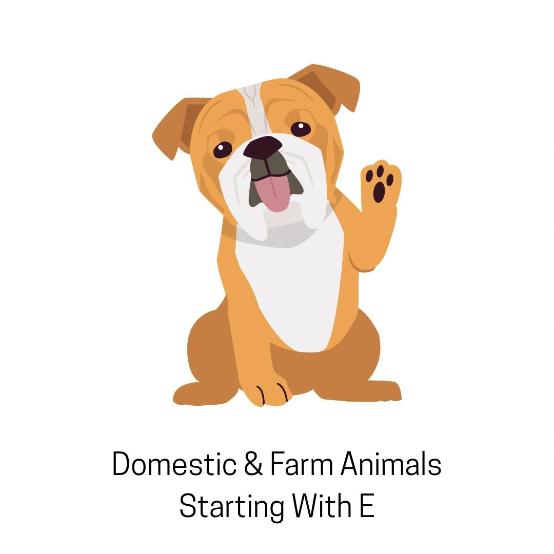 Farm Animals Starting With E