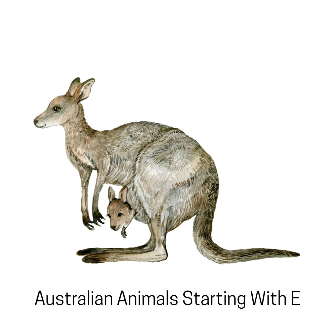Australian Animals Starting With E