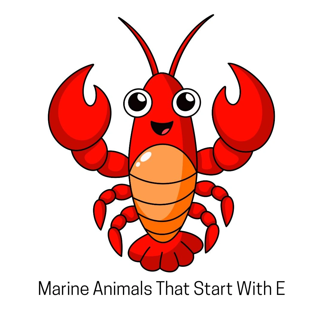 Marine Animals That Start With E